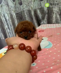 �豭Ȯ��������û��