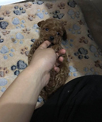 家养小泰迪两个妹子一个弟弟找新家啦4