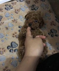 ����С̩����������һ���ܵ����¼���4