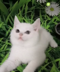银点宝宝找新家