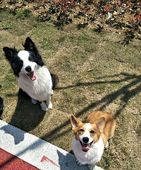 ˫Ѫͳ˫ɫ�»�����û�п��ϵ��ϰ壬��Ѫͳ֤��