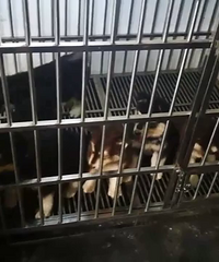 ���Ͱ���˹�ӱ���