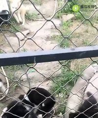 小边找新家