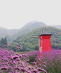 朋友以为我在普罗旺斯 其实我在萧山...