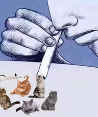 杭州这家猫咪咖啡馆,不仅可以撸猫,还可以”扫猫“点餐