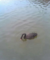 �������Ե�����