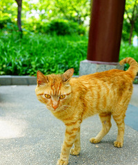 美好的午后,被我不小心打扰的猫咪