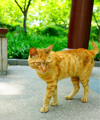 美好的午后,被我不小心打扰的猫咪