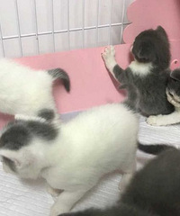 自家繁 蓝白色短毛猫日常都是now和e