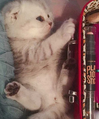杭州家养银渐层小猫一只出窝,市区家养,可