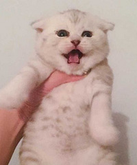 杭州家养银渐层小猫一只出窝,市区家养,可
