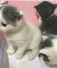自家繁 蓝白色短毛猫日常都是now和e