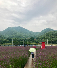 听说萧山有个“普罗旺斯”,我特地过来瞧瞧看!