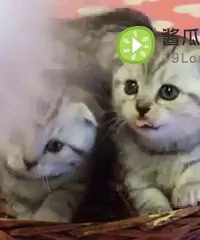 �۶�è �Լұ������ģ������ա���ϲ������