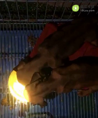 ����Ʒ��