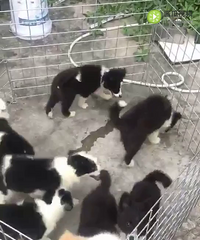 ���޹���