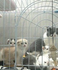 ���� �������ȿɰ��۶���������ߣ���ɿ���