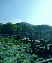 曲院风荷晨跑一下,就能看到很多这样的风景!