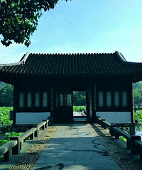 曲院风荷晨跑一下,就能看到很多这样的风景!