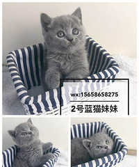 超大包子脸英短蓝猫弟弟妹妹找新家。坐标杭