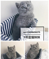 超大包子脸英短蓝猫弟弟妹妹找新家。坐标杭