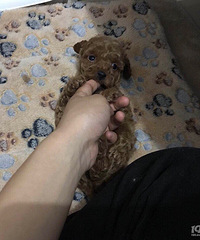 家养小泰迪两个妹子一个弟弟找新家啦4月2