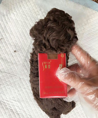 茶杯犬,就一盒烟那么大