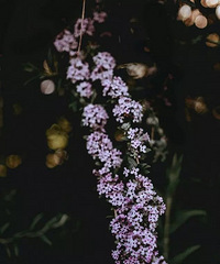 �����аٻ������£��������綬��ѩ��������