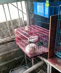 �������岩��������