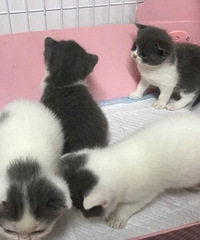 �Լҷ�ֳӢ�����ס���è����ɫ���۶�������