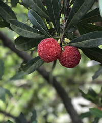 鲜嫩可口的上虞二都杨梅来了