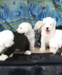 �Ŵ�����Ȯ