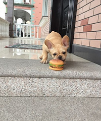 ˫ѪͳСĸ����