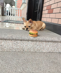 ˫ѪͳСĸ����