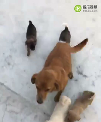 С���� ������������ ����������