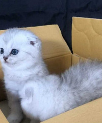 ���ݼ���������Сèһֻ���ѣ�������������