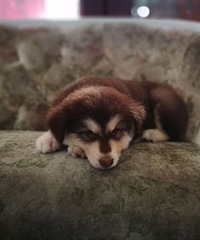 ���۾��� ����˹�ӱ���