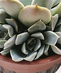 ���ⰲ�ã���������