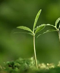 Ҳ��ÿ���˵��������һ��Զ����ɽ�Ⱦ���