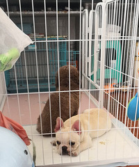 ��һֻ5.6���µķ��������綼�����