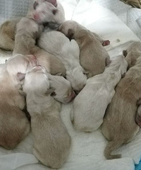 ǰ�������ʮ��ֻС��ë