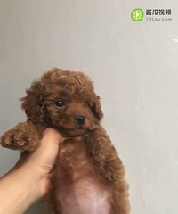 �Լ�С̩������һ������һ�Σ����������۾�