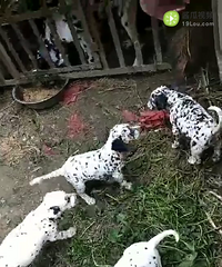 ���󶡰ߵ�Ȯ����