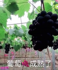 ���˵�����