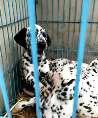 ���󶡰ߵ�Ȯ����