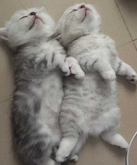 �������������㣬�������������ɰ���è����