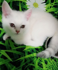 Ӣ�����㽥�㱦�����¼�