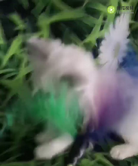 �ص�ɫ��ż����