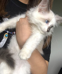 �ص�ɫ��ż����