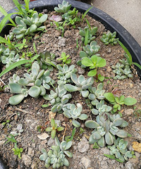 �ϰֵĻ�԰���ҾͲ�˵ʲô��